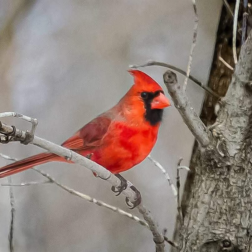 Cardinal
